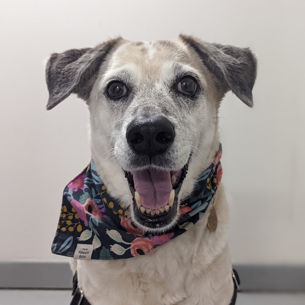 Meet your Posher, Anna